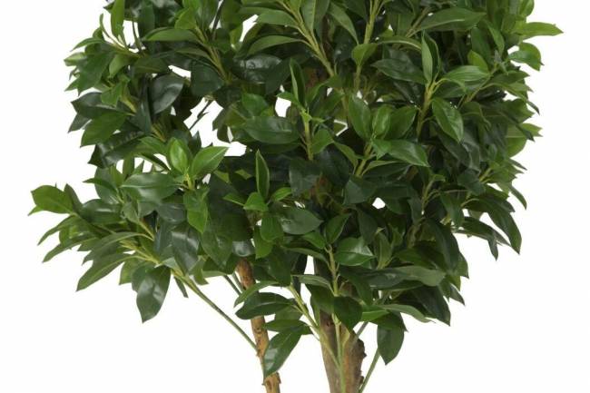 Искусственные растения Дерево счастья, MK-7405-FT, 0х0х120 см, Темно-зеленый
