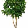 Искусственные растения, Дерево счастья, MK-7406-FT, 0х0х165 см, Темно-зеленый