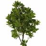 Искусственные растения, Дерево счастья, MK-7406-FT, 0х0х165 см, Темно-зеленый
