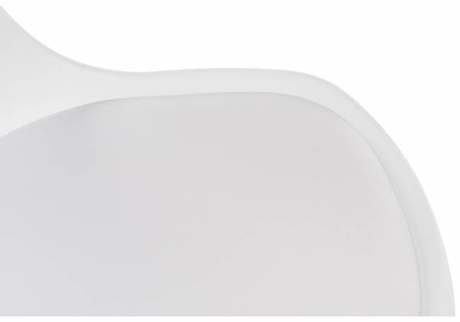 Tulip white Tulip white